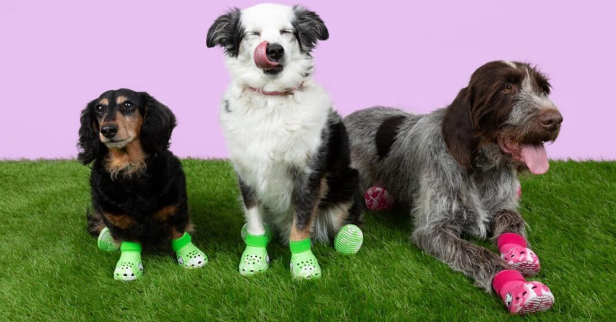 Crocs presents Pet Crocs for dogs Crocs presents Pet Crocs for dogs